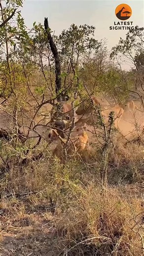 Cute Horses in Action: Adorable Animal Moments