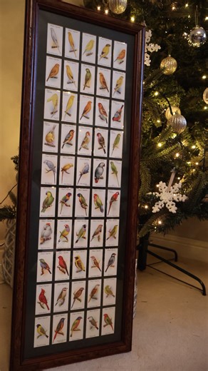 🕊️ A little piece of bird-keeping history 1933 original Player’s Cigarette Cards — Aviary & Cage Birds, complete full set of 50. Nearly a century old and still stunning. 😍 Does anyone know more about the history of these cards? #aviary #aviculture #birds #canary #finch #parakeet #parrot #history #antiques #birdkeeping | OC Aviary