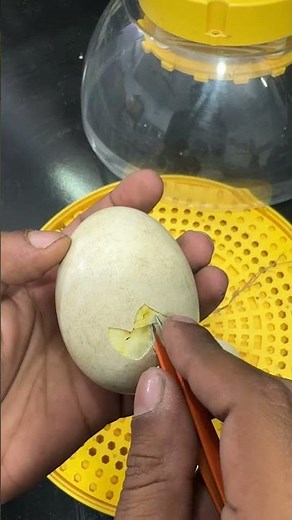 Helping Geese baby in hatching