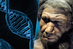 Hace tiempo que sabemos que llevamos  ADN neandertal. Ahora nos estamos dando cuenta de sus implicaciones