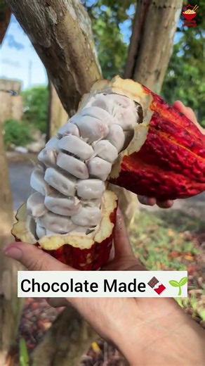 How Is Chocolate Made From Cocoa? 🍫🌱#cocoa #chocolate#chocolatemaking #cocoafarming#brazil