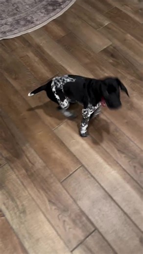 Can you pay for his delivery to you? #bigdogsoftiktok #gsp #germanshorthairedpointer #gspsoftiktok #gsppuppy