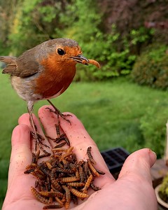 2.1M views · 43K reactions | I've never seen a robin this close before!  | UNILAD | Facebook