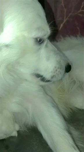 #song mera pyar tera pyar