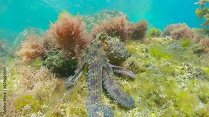 Octopus in the ocean with algae, underwater scene, Atlantic, Spain, Galicia, Pontevedra province