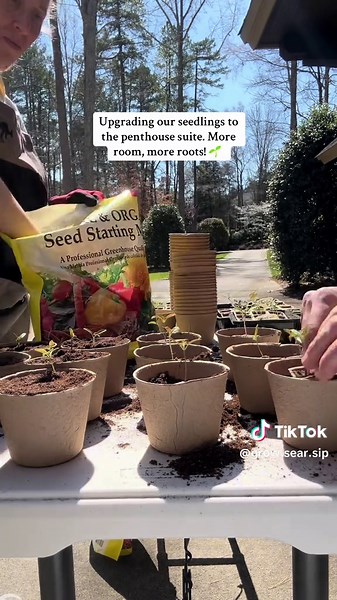 #seedling #gardening #gardeningforbeginners #gardeningtips #gardendesign #plantingseeds #veggiegarden #growingveggies #tomatoplant #millenialgardener #greenhouse #greenhousegardening #peatpots