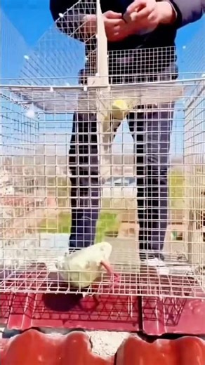 A Clever Bird Trap Design Using Only Wire Mesh and a Simple Trigger Mechanism