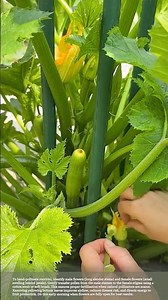 Artificial Pollination Techniques for Zucchini #smartfarming #gardeningtips #plants