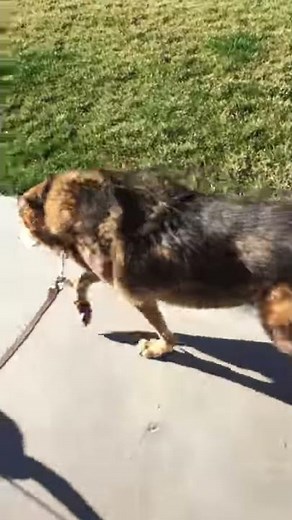 Dog Walking After Adequan Injections