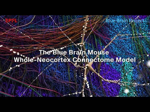 Blue Brain finds the secret to how neurons in the mouse neocortex form billions of connections