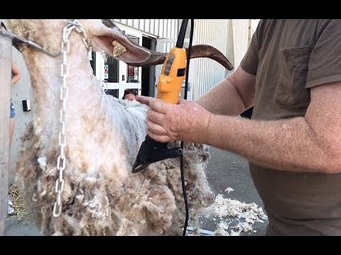 Shearing Angora Goats on a Stand