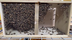 1.6K reactions · 147 shares | We have the BEE Packages! We also ship...