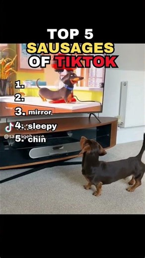 The Top 5 Most Legendary Sausage Dogs of TikTok #rankkings #sausage #cuteanimals #dogs #daschund