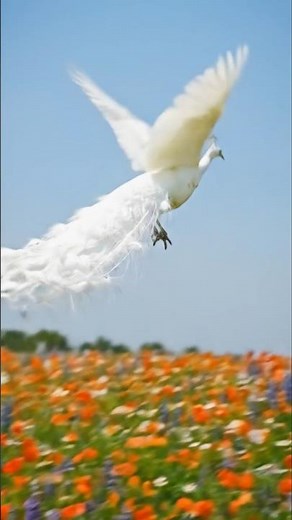 Beautiful Peacocks flying 🦚 | Nature Short Video #naturevideo