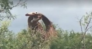 This footage of a giraffe knocking himself out is extraordinary [video]
