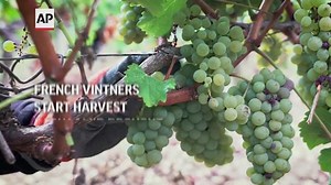 French vintners start harvest early amid drought