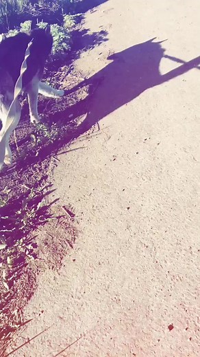 Siberian Husky Walking Outdoors on a Leash