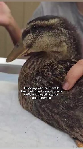10K views · 216 reactions | This baby duck hadn’t been getting...