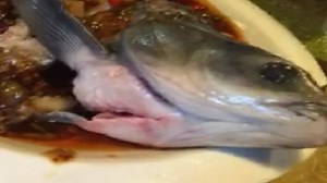 Fish still moving after being cooked in dish