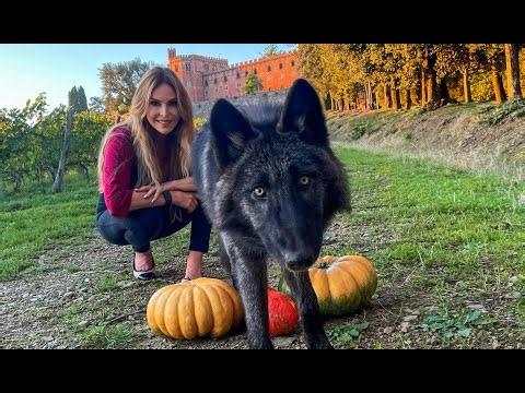 LIFE OF WOLFDOG EPISODE 4 / 5 Months old WOLFDOG PUPPY /The Ultimate Wolfdog guide / Animal Watch