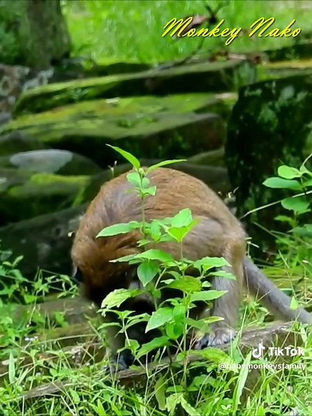 Hilarious Monkey Mom vs Stubborn Child Showdown