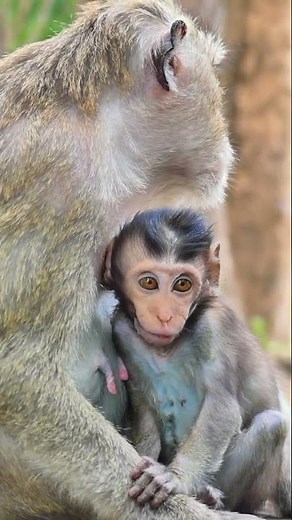 So sweet milk, Cute baby Aubrey absorbs mom's nipples #shorts #monkey #babymonkeybobby