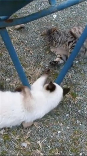 【いなか猫、過去動画の切り抜き（142）】 #いなか猫 ＃猫の喧嘩＃shorts