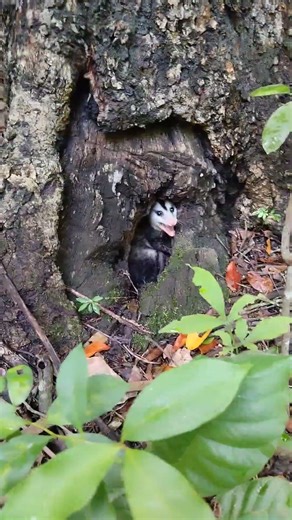 Angry opossum. #nature