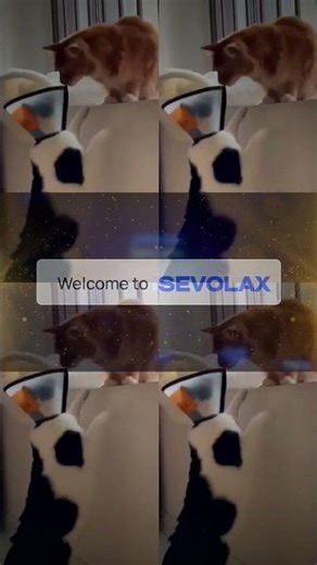 Funniest Home Pets - You Will Laugh For Hours!