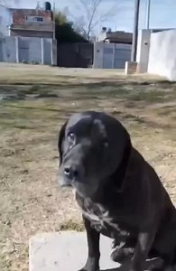 1M views · 45K reactions | #Viral | Malvado; es el nombre de un Perro en #Argentina que se ha hecho viral por odiar y atacar a quien le cante la canción "Mí bebito fiu fiu"藍 | INF | Facebook