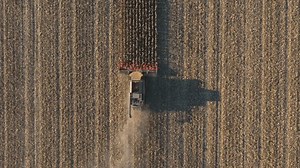 Top view of combine gathering corn or wheat crop. Flying over harvester slowly rides among field cutting barley or maize stalks. Agricultural machinery working at farm. Harvesting concept. Aerial shot