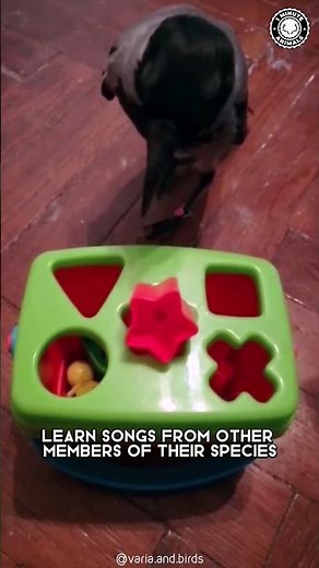 Crow 🖤 Is It The Smartest Bird Ever?