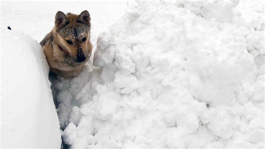 A severe winter storm is hitting Delaware. Here's the latest snow forecast