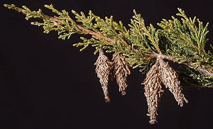 Evergreen bagworm - Alchetron, The Free Social Encyclopedia