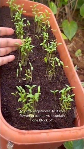 Healthy Potting Soil Mixture for garden & plants 🌱 #gardening #plants #organicgardening #diy #garden
