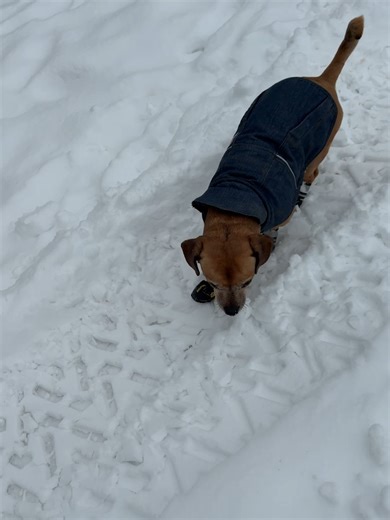 Minion's Struggle with Snow Boots
