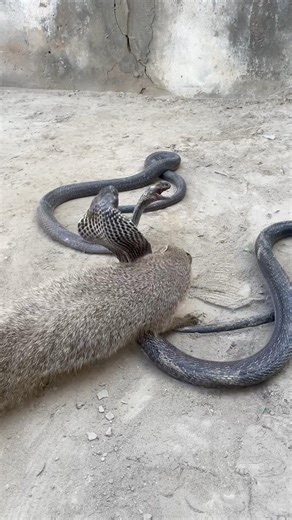 Snake vs mongoose: Snake back off?