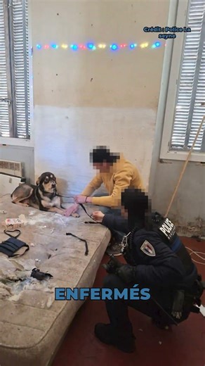 Dogs rescued from horror