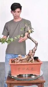 "Learning Potted Landscape Together" Episode 85: Waking Spring Pruning #Potted Landscape