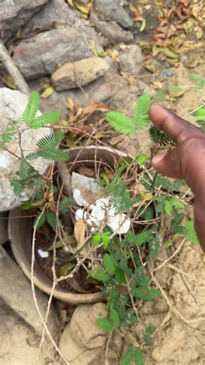 Chala Rojulaki chusa e mokkani #tree #love #cute #happy