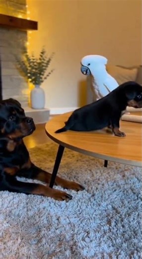 “Milo vs His Shadow A Puppy Learns About Bruno’s Protection”