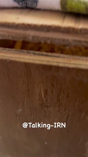 The best birdie parents ever!! This is truly a joy to experience!! | Sunshine The Indian Ringneck