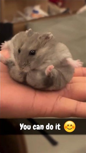 What is Hampter doing? 🥹