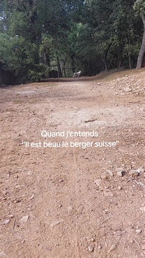 C'est un HUSKY d'alaska 😭 #huskyalaska #nonbergerblancsuisse