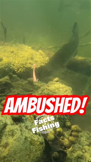Underwater Bass Attack Caught on Camera #shorts