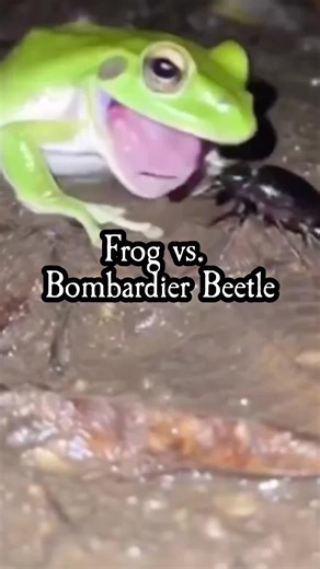 At first glance, this clip of a frog swallowing a beetle looks like over-the-top AI—but it’s actually showing one of nature’s craziest real defenses. The bombardier beetle can fire a jet of near‑boiling, toxic chemicals from its abdomen, produced by a violent chemical reaction between stored compounds like hydroquinone and hydrogen peroxide in a special chamber. This explosive spray is hot, foul-smelling, and powerful enough to make predators like frogs and toads spit the beetle back out—sometim