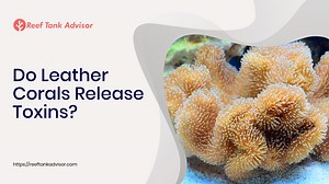 Do Leather Corals Release Toxins? | Reef Tank Advisor