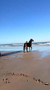 15M views · 429K reactions | Something about seeing a horse running free makes me think of heaven. | King Bach | Facebook