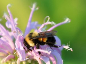 NATIVE BEES OF ONTARIO