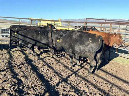 7 Broken Mouth Cows | Cattle | KSL Classifieds